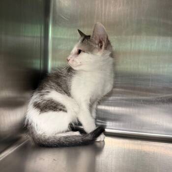 Birch 3715 -  American Shorthair Cat for Adoption in Hamilton, Georgia - Birch 3715 | PetCurious