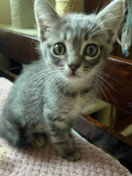 Russian Blue and Tabby Cats Available for Adoption in Walnut Creek, California - Estelle & Lizzy | PetCurious