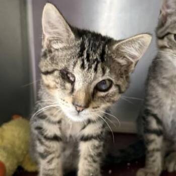 Echo -  Domestic Short Hair Cat for Adoption in Honesdale, Pennsylvania - Echo | PetCurious