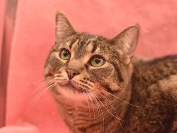 Domestic Short Hair Cats Available for Adoption in Portland, Oregon - Hazel Minerva | PetCurious