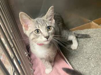 MONIQUE -  Domestic Short Hair Cat for Adoption in Fort Wayne, Indiana - MONIQUE | PetCurious
