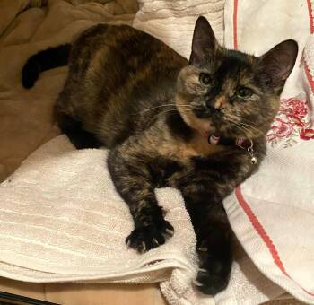 Domestic Short Hair Cats Available for Adoption in Muskego, Wisconsin - Skittles | PetCurious