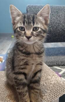 Domestic Short Hair Cats Available for Adoption in Webster City, Iowa - Fudge | PetCurious