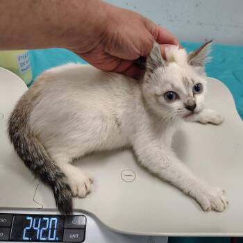 Festival -  Domestic Short Hair Cat for Adoption in Coos Bay, Oregon - Festival | PetCurious