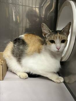 *SAMARA -  Domestic Short Hair Cat for Adoption in Woodland, California - *SAMARA | PetCurious