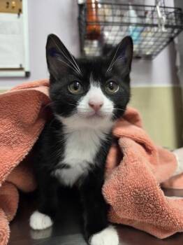 Alix -  Domestic Short Hair Cat for Adoption in Vancouver, Washington - Alix | PetCurious