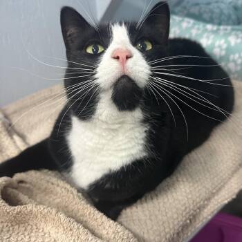 Millie -  Domestic Short Hair Cat for Adoption in Mission, British Columbia - Millie | PetCurious
