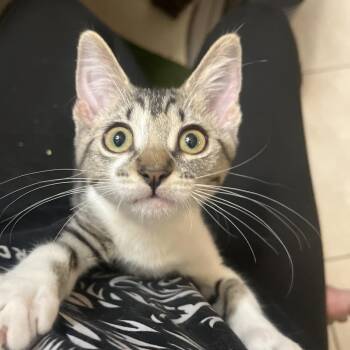 Papaya -  Domestic Short Hair Cat for Adoption in West Palm Beach, Florida - Papaya | PetCurious