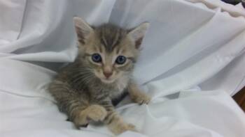 Domestic Short Hair Cats Available for Adoption in Doral, Florida - WYATT | PetCurious