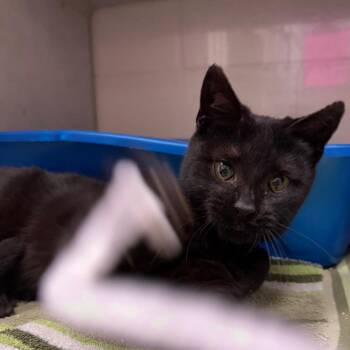 Domestic Short Hair Cats Available for Adoption in Fairport, New York - Marnie | PetCurious