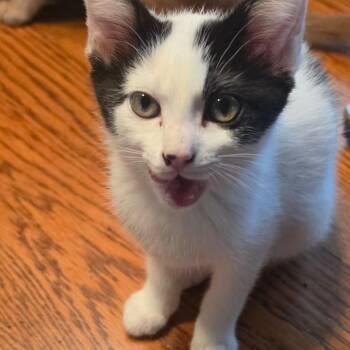 Banana -  Domestic Short Hair Cat for Adoption in Warr Acres, Oklahoma - Banana | PetCurious