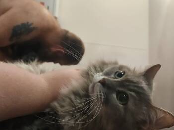 Lucy -  Domestic Long Hair Cat for Adoption in Mount Pleasant, Texas - Lucy | PetCurious