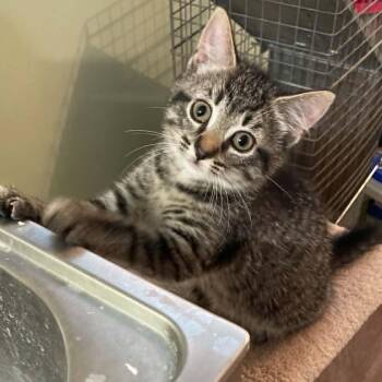 Darryl - Curious & Sweet -  Domestic Short Hair Cat for Adoption in Hamilton, Ontario - Darryl - Curious & Sweet | PetCurious
