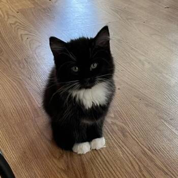 Fluffers -  Domestic Medium Hair Cat for Adoption in Spencer, Massachusetts - Fluffers | PetCurious
