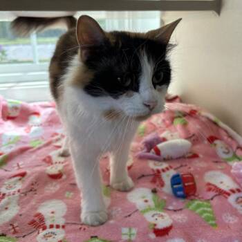 Mosquito Bait -  Domestic Medium Hair Cat Available for Adoption in Gloucester, Virginia - Mosquito Bait | PetCurious