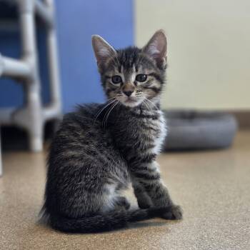 Domestic Short Hair Cats Available for Adoption in Brookings, South Dakota - Old Spice Bear Glove | PetCurious