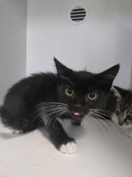 Lillard -  Domestic Short Hair Cat for Adoption in Savannah, Georgia - Lillard | PetCurious