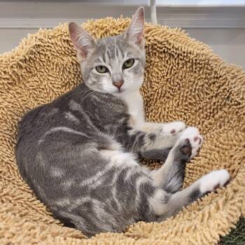Indie -  Domestic Short Hair Cat Available for Adoption in Mantua Township, New Jersey - Indie | PetCurious