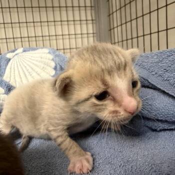 Fita -  Domestic Short Hair Cat for Adoption in Columbiana, Alabama - Fita | PetCurious