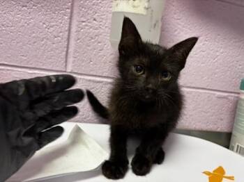 61201123 -  Domestic Medium Hair Cat for Adoption in El Paso, Texas - 61201123 | PetCurious