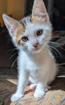 Rescue Domestic Short Hair Cats for Adoption in Newnan, Georgia - Wooly | PetCurious