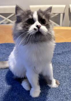Yaso -  Ragdoll and Persian Cat for Adoption in Allentown, New Jersey - Yaso | PetCurious
