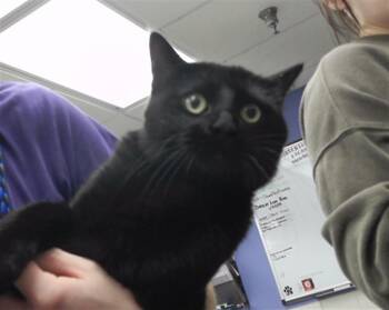 Rescue Domestic Short Hair Cats for Adoption in Omaha, Nebraska - BROTHER | PetCurious