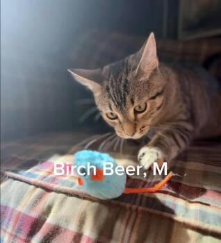 Birch Beer -  American Shorthair and Domestic Short Hair Cat for Adoption in Shrewsbury, Massachusetts - Birch Beer | PetCurious