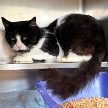 Curtis -  Domestic Long Hair Cat for Adoption in Bristol, Indiana - Curtis | PetCurious