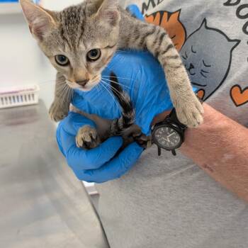 Kiki -  Domestic Short Hair Cat for Adoption in Las Vegas, Nevada - Kiki | PetCurious