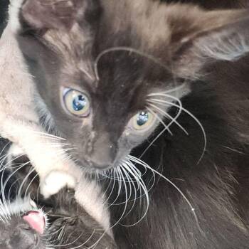 Meowsers -  Domestic Short Hair Cat for Adoption in Kingman, Arizona - Meowsers | PetCurious