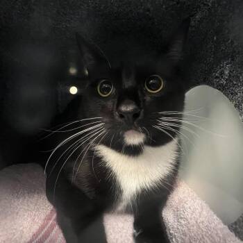 Croissant -  Domestic Short Hair Cat for Adoption in Pasadena, California - Croissant | PetCurious