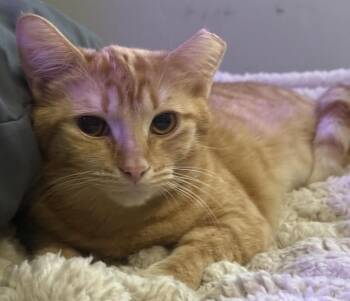 Sabrina Duncan -  Domestic Short Hair and Tabby Cat for Adoption in Chandler, Arizona - Sabrina Duncan | PetCurious