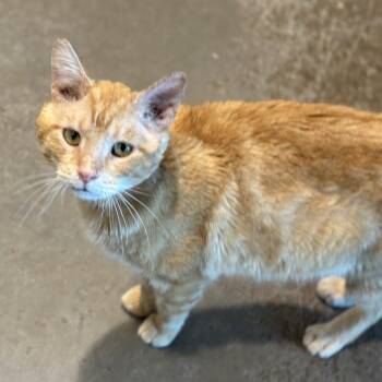 Domestic Short Hair Cats Available for Adoption in Matteson, Illinois - Gino | PetCurious