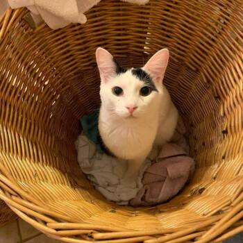 Iggy the Hemmingway -  Extra Toes Cat Hemingway Polydactyl Cat for Adoption in Oviedo, Florida - Iggy The Hemmingway | PetCurious