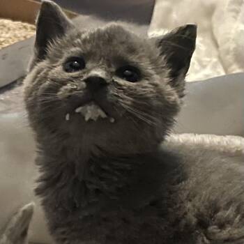 Domestic Short Hair Cats Available for Adoption in Fairfax Station, Virginia - George | PetCurious