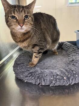 Jewel -  Domestic Short Hair Cat for Adoption in Austin, Minnesota - Jewel | PetCurious