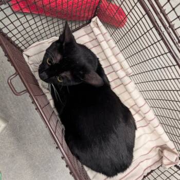 Rescue Domestic Short Hair Cats for Adoption in Des Moines, Iowa - Dennis | PetCurious