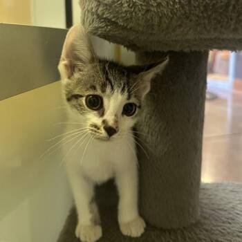 Halos -  Domestic Short Hair Cat for Adoption in Walnut Creek, California - Halos | PetCurious