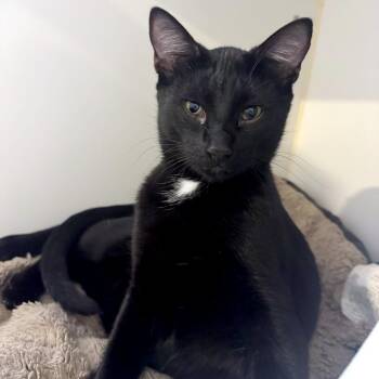 Umbra -  Domestic Short Hair Cat for Adoption in Woodinville, Washington - Umbra | PetCurious