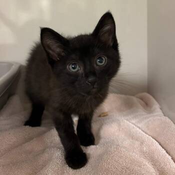 Grimm -  Domestic Short Hair Cat for Adoption in Redwood City, California - Grimm | PetCurious
