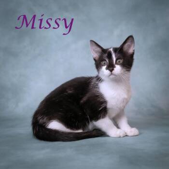 Missy C26-214 -  Domestic Short Hair Cat for Adoption in Lebanon, Tennessee - Missy C26-214 | PetCurious