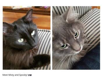 Misty & Spooky -  Domestic Long Hair Cat for Adoption in Medford, Massachusetts - Misty & Spooky | PetCurious