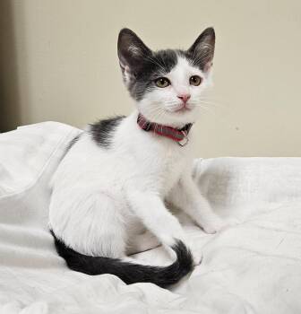 Goldberry -  Domestic Short Hair Cat for Adoption in Fremont, Ohio - Goldberry | PetCurious