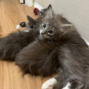 Rescue Domestic Medium Hair Cats for Adoption in Los Angeles, California - Mirage | PetCurious