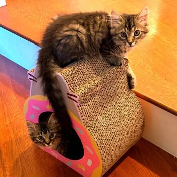 Bellatrix Lastrange -  Domestic Long Hair Cat for Adoption in Hopkinton, Massachusetts - Bellatrix Lastrange | PetCurious
