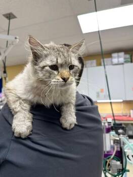 Big Daddy -  Ragdoll and Siamese Cat for Adoption in Greensboro, North Carolina - Big Daddy | PetCurious