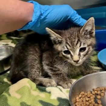 Domestic Short Hair Cats Available for Adoption in Fort Worth, Texas - Vale | PetCurious