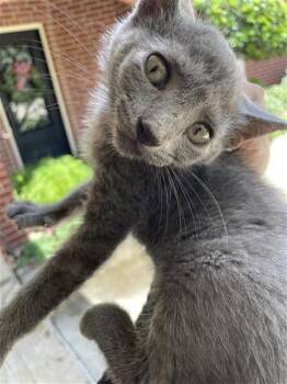 SOLOMON -  Domestic Short Hair Cat for Adoption in Houston, Texas - SOLOMON | PetCurious