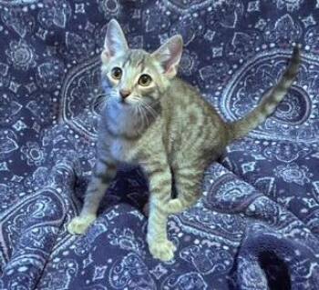 Jeffery -  Tabby Cat for Adoption in Phoenix, Arizona - Jeffery | PetCurious